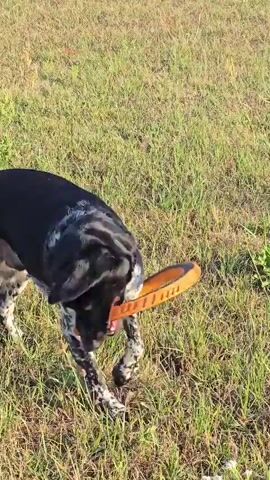A black and white dog with a collar is standing in a grassy field. The dog is holding an orange toy in its mouth and is wagging its tail. The dog is looking to the right and appears to be playing. The sun is shining and the field is green.