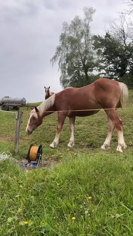 A brown horse with a white mane and tail is standing in a grassy field next to a fence. The horse is grazing. In the background, another horse can be seen standing on a hill. A water tank on wheels is also visible in the background. A spool of electric fence wire is on the ground near the fence post. The sky is cloudy.
