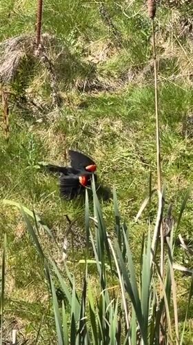 Spring afternoon scenes captured across Bowen Island's natural landscapes