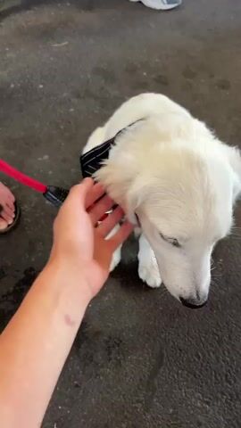 A close-up video shows a person's hand petting a fluffy white puppy. The puppy is sitting on a dark-colored surface, likely pavement or asphalt, suggesting an outdoor setting. The puppy has dark eyes and a black collar with a red leash attached. Its mouth is open, and its pink tongue is visible. The person's hand is shown gently stroking the puppy's head and neck, and the puppy responds by licking the hand. In the background, a person wearing white sneakers and a bicycle wheel are partially visible, indicating a public area. The overall mood is affectionate and playful, with the puppy appearing happy and engaged with the petting. No text is visible in the video.