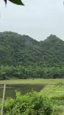 The video shows a landscape with a body of water in the foreground and a large, green, tree-covered hill in the background. The sky is overcast and grey.  A power pole is visible on the left edge of the frame. There are some vague, indistinct shapes of animals in the grass between the water and the hill. The shot is static with no camera movement. The framing is slightly obscured by leaves in the upper left corner of the frame.
