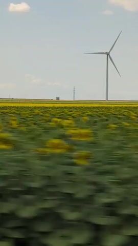 A drone-style video pans across a flat, rural landscape under a bright, partly cloudy sky. In the foreground, dry, golden grass and scattered bushes blur as the camera moves. Beyond that, a vast field of sunflowers, their yellow blooms partially visible through the blur, stretches to the horizon. Further in the distance, a wind farm is spread across the land, with several tall wind turbines silhouetted against the sky. Power lines and poles are scattered among the turbines. The camera continues to move sideways, revealing more of the wind farm and the expansive fields. The overall impression is one of open space and agricultural activity.