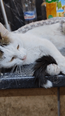 Cats, forest paths, and grazing goats in rural Marianivka