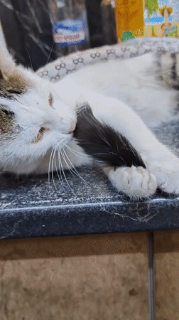 Cats, forest paths, and grazing goats in rural Marianivka