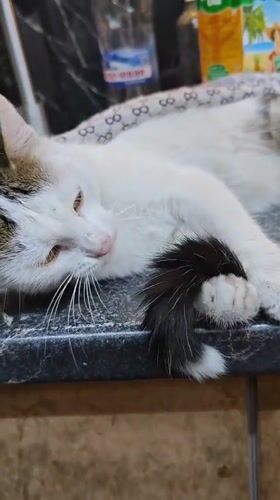 Cats, forest paths, and grazing goats in rural Marianivka