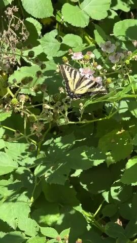 A butterfly with black and yellow stripes rests on a cluster of pink flowers and unripe berries. The butterfly is positioned in the center of the frame. The surrounding foliage is lush and green, with dappled sunlight filtering through the leaves, creating shadows on the plants. The scene appears to be outdoors, likely in a natural setting such as a garden or a wild area.
