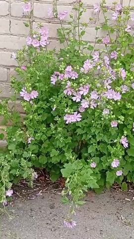 The video shows a cluster of pink wildflowers growing in front of a brick wall. The flowers are delicate and have five petals. They are abundant, creating a lush display of color against the muted tones of the wall and pavement. The plants are green and leafy, with some taller stems reaching towards the top of the frame. The scene appears to be outdoors, with the ground in the foreground covered in gravel and some dried leaves or debris. The light suggests it is daytime, and the overall impression is one of natural beauty and simple elegance. There is no visible text in the video. The location context provided is Nytva, Russia.