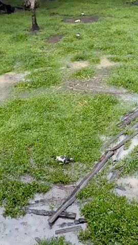 The video shows a grassy area that appears to be wet from rain. A small bird with black and white plumage is seen foraging on the ground near a muddy puddle. Further back, two more birds with white plumage can be seen in the background. Several pieces of wood and pipes are scattered on the grass, forming a makeshift pathway or barrier. The surrounding environment is lush with trees and foliage, indicating a natural or rural setting.