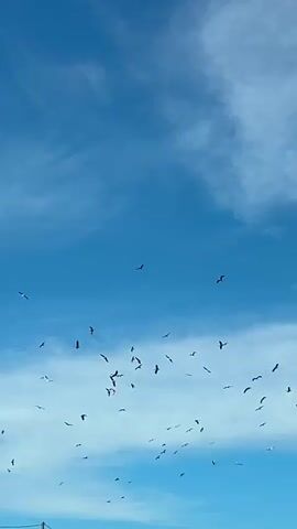 A low-angle shot captures a vast expanse of blue sky dotted with wispy white clouds. A large flock of birds, appearing to be seagulls, soars and circles in the sky. Their silhouettes are clearly visible against the bright backdrop. The lower portion of the frame shows a sliver of a distant, hazy hillside and a telephone pole.