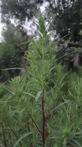 The video shows a close-up shot of a tall green plant with thin leaves. The plant has a reddish stem and is surrounded by other greenery, suggesting an outdoor environment. The background is blurred, but it appears to be trees and possibly a cloudy sky. The lighting is dim, indicating it might be dawn, dusk, or an overcast day. There are no people or animals visible in the video, and no discernible actions are taking place. The focus is solely on the plant.