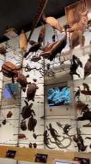 Roaming the natural history museum's animal and botanical halls