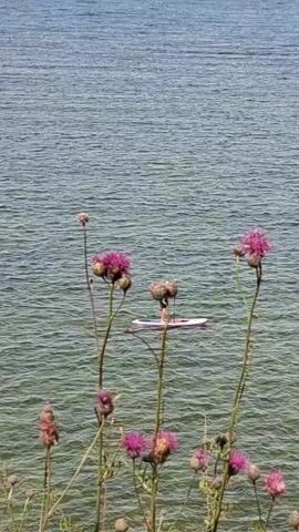 The video shows a person paddleboarding on a body of water, with flowers in the foreground. The person is standing on a paddleboard and holding a paddle. The water is calm and there are ripples on the surface. The sky is clear and blue. The flowers are pink and purple. The video is shot from a distance.
