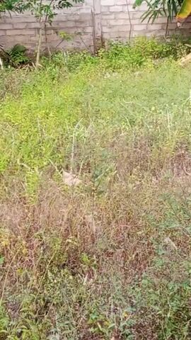 A video displays an outdoor environment with overgrown grass and foliage. In the background, a brick wall is visible. The lighting suggests daytime. The camera appears to be held at an angle, looking downwards and slightly forward into the grassy area. There are no visible people or animals. The scene is static with no discernible action.