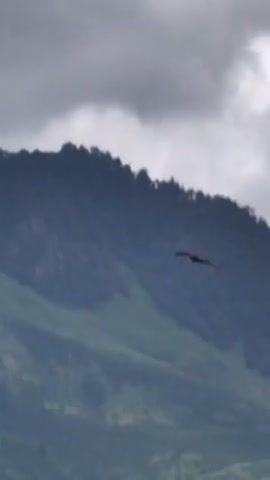 A bird is flying across a mountainous landscape. The bird is dark in color and is in mid-flight with its wings extended. The mountains are covered in greenery and there are clouds in the sky. The video is shot from a distance, making the bird appear small against the vastness of the landscape. The lighting is subdued, suggesting an overcast day.