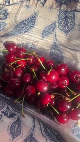 The video shows a clear plastic container filled with dark red cherries, each with a green stem. The cherries are on a surface covered with a blue and white patterned fabric. Sunlight streams across the cherries, creating highlights and shadows. A small bee briefly lands on the container near the cherries. The camera's position shifts slightly, offering different perspectives of the cherries in the container.