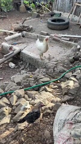 A hen and two chicks are foraging in a rocky, dirt yard. A larger rooster joins them, standing near a black bucket. The yard is cluttered with debris, including rocks, wood, and a discarded tire. Sunlight casts shadows across the scene, indicating it is daytime.