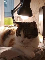 Two cats napping across fabric surfaces near a sewing setup