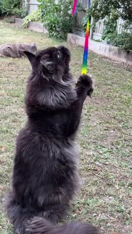 A large black cat with grey markings on its chest and face is standing on its hind legs in a grassy backyard, playing with a rainbow-colored wand toy. The cat's front paws are extended upwards, batting at the toy, which is held high above its head. The cat's mouth is open and its eyes are focused on the toy. In the background, another cat, lighter in color, is walking away from the camera. The backyard appears to be fenced, with some greenery and plants visible. The lighting suggests it is daytime.