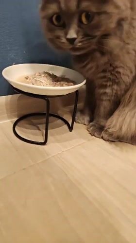 Two cats eat, lounge, and eye a tennis ball at home