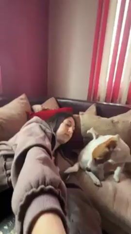 A young woman is lying on a couch with a small Jack Russell Terrier dog. The woman has long dark hair and is wearing a brown sweatshirt. She is lying on her back with her head propped up on pillows. The dog is sitting next to her, facing the camera. The dog then sniffs and licks the woman’s face, and she responds by petting him. The couch is brown and has several pillows on it. Behind the couch is a wall with a vertical stripe pattern. A window and some curtains are visible at the top right of the frame. The camera appears to be a selfie shot, as the person holding it is visible in the lower left corner.