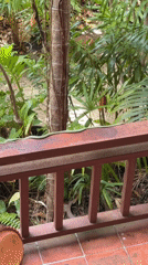 Green snake spotted throughout Ko Samui garden and balcony
