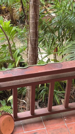 Green snake spotted throughout Ko Samui garden and balcony