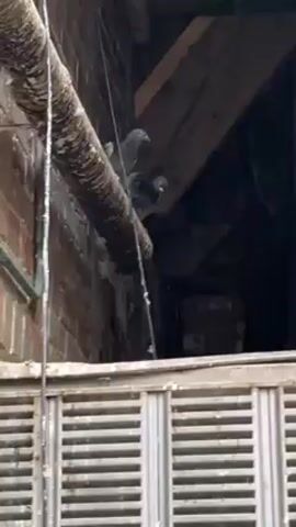Two gray pigeons are perched on a thick, dirty pipe outside a building. The pipe runs horizontally along a brick wall. Below the pigeons is a set of metal louvers. Above them, wooden beams form part of a roof structure, leading into a dark, enclosed space. One pigeon is slightly higher than the other. The overall lighting is dim.