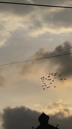 Flock of birds observed flying over Sukawati, Indonesia