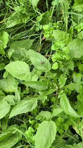 A close-up, top-down shot shows a cluster of vibrant green plants. The focus is on a central plant with large, jagged leaves radiating from a central stem. Surrounding it are smaller, rounded leaves and blades of grass. The leaves of the central plant have prominent veins and a slightly textured surface. The overall impression is one of lush, natural growth in what appears to be an outdoor environment.