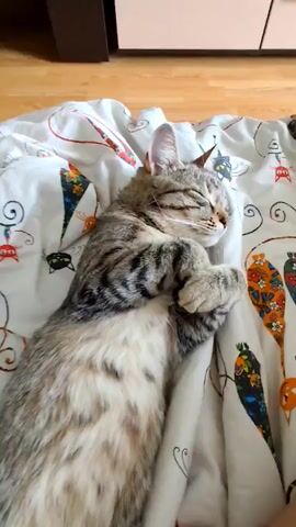 A person gently pets a tabby cat sleeping on its back on a patterned bedsheet. The cat is curled up with its paws near its face. The person uses their right hand to stroke the cat's belly softly. The bed is on the floor next to a wooden cabinet.