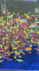 Live fish — bettas, koi, and more — on display in Tanjung Pinang