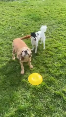 On a bright day, on a green lawn, a sandy-colored cocker spaniel stands near a yellow disc toy, barking and wagging its tail. A white dog with black markings on its face stands next to it, watching.