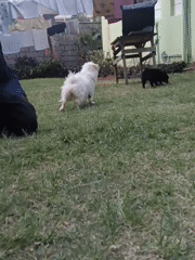 Person walks wet white dog in Nairobi backyard