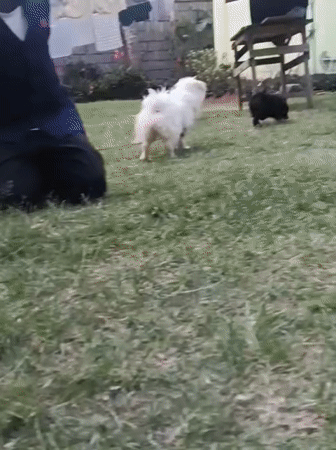 Person walks wet white dog in Nairobi backyard
