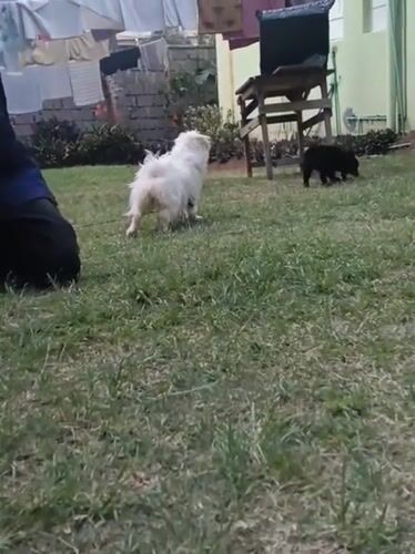 Person walks wet white dog in Nairobi backyard