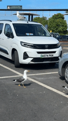 Seagulls congregate at McDonald's drive-through in Great Yarmouth