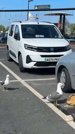 Seagulls congregate at McDonald's drive-through in Great Yarmouth