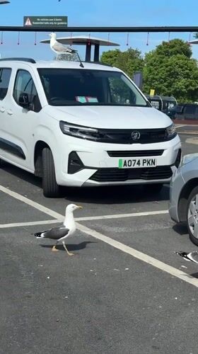 Seagulls congregate at McDonald's drive-through in Great Yarmouth