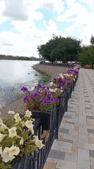 Flower-lined waterfront promenade on a calm summer morning
