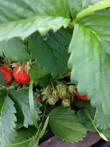 The video shows a close-up view of ripe strawberries growing on a plant. The camera angle is low, looking down at the strawberries and their green leaves. Several red strawberries are visible, some appearing fully ripe and others still developing. Green leaves and stems surround the berries. In some frames, a human finger is seen reaching towards the strawberries, suggesting interaction or harvesting. The overall environment appears to be a garden or a patch of ground with natural vegetation.
