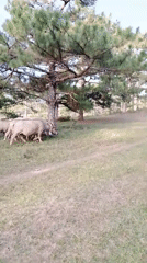 Carabaos graze peacefully as motorcyclist passes rural field