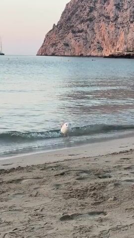 A seagull walks along a sandy beach at the edge of the ocean. The water is calm and clear, with small waves lapping the shore. In the background, a large, rocky cliff rises from the sea. The sky is a soft pink and orange, suggesting either sunrise or sunset. The seagull appears to be foraging or exploring the shoreline. The overall scene is peaceful and serene.