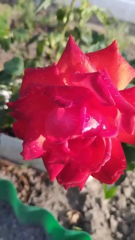 A close-up of a red rose with water droplets on its petals. The rose is in focus, and the background is blurred, showing green leaves and brown soil. A small decorative turtle is visible in the background. The video pans slightly, revealing more of the rose bush and its surroundings.