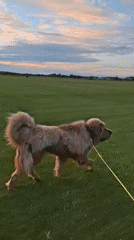 Tibetan Mastiff out for an evening walk in Kempelevo fields