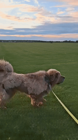 Tibetan Mastiff out for an evening walk in Kempelevo fields