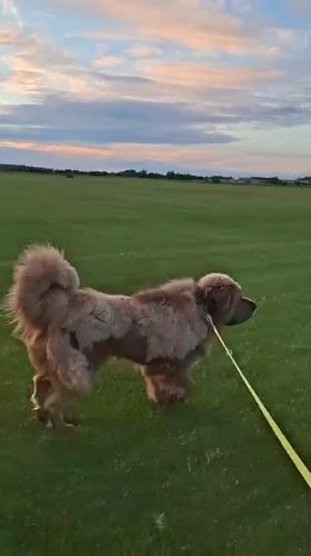 Tibetan Mastiff out for an evening walk in Kempelevo fields