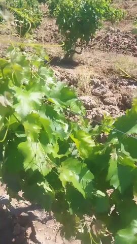 The video pans across a vineyard on a sunny day. The camera moves from close-ups of grape leaves and vines, showing the green foliage against the brown soil and the shadows cast by the plants. The view then widens to reveal rows of grapevines stretching into the distance, supported by stakes. The ground is rocky and uneven, with dry grass and scattered stones. In the background, a line of trees is visible against a bright blue sky with scattered white clouds. The overall impression is one of a cultivated agricultural landscape under clear weather conditions.