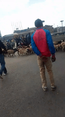 Livestock herd blocks Nairobi road traffic during morning crossing