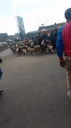 Livestock herd blocks Nairobi road traffic during morning crossing