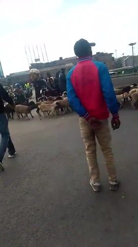 Livestock herd blocks Nairobi road traffic during morning crossing